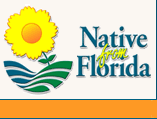 Florida Wild Flowers